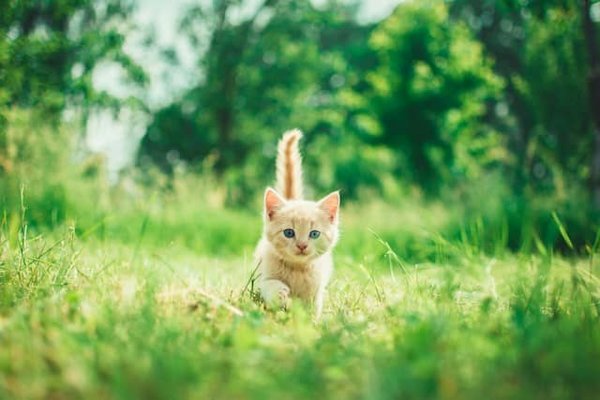 Preparing your home for a new kitten