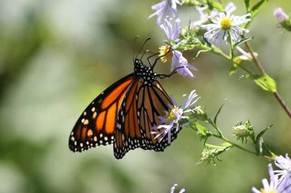 How does the concept of « rewilding » benefit ecosystems and biodiversity?