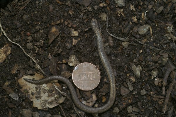 What Are the Pros and Cons of Mechanical vs. Electronic Car Security Systems?